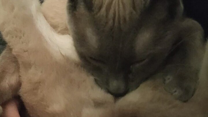 Kucing kecil menjilati bokongnya sendiri sampai tercium bau busuk