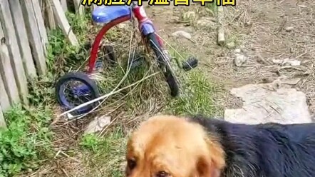 The dog took me to see her baby.