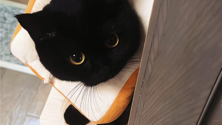 Em có muốn hôn anh không? Nhưng anh chỉ là một chiếc bánh mì nhỏ thôi mà!