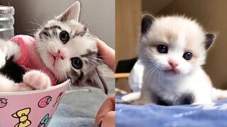 Baby Cats - Cute and Funny Cat Videos Compilation - Aww Animals