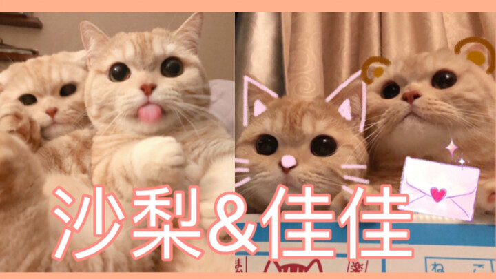 Sucking on two at once! Adorably breath‑taking! Sally and Jiajia are just too cute! Here’s today’s d