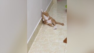 Từ con mèo thành con dịt quay bắc kinh mèo cats vitaminmèo