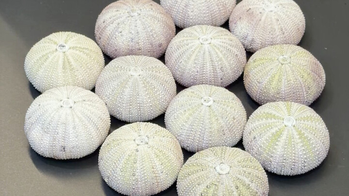 Not only is sea urchin edible, but once you remove the spines, it actually looks like this… You can 