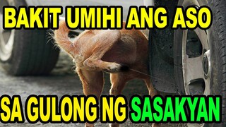 Bakit Umihi ang Aso sa Gulong ng Sasakyan