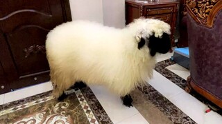 Động vật lạ lùng gặp sếp lạ đời