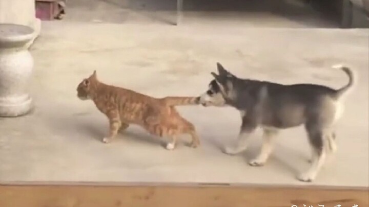 Cat: This is why I don’t play with dogs!