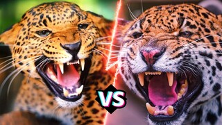So Sánh Sức Mạnh BÁO ĐỐM Vs BÁO HOA MAI | Ai Sẽ Là Vua Loài Mèo Lớn