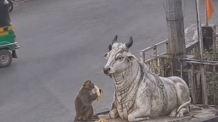 कस्तो बाठो बाँदर रहेछ😂😂😂🤪🤪😱😱🐒🐒