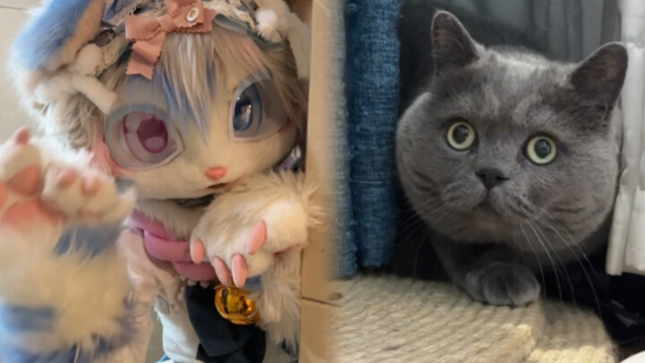 When two double-labeled cats at home meet fursuits