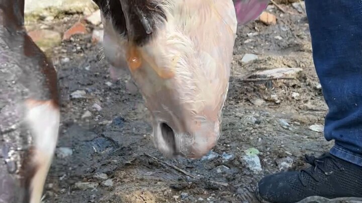 While fishing for iron, my dad got an emergency call to assist with a cow's delivery.