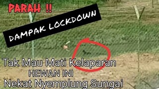 Kasihan ! Aksi Anjing Kelaparan Nyemplung Ke Kali || Covid-19 - Blands Hidayat