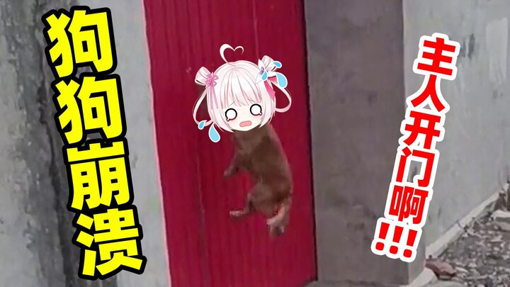 Chó không vào được nhà thì thực sự sẽ rất sốt ruột!!!