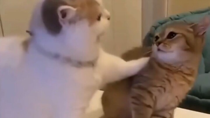 I believe no one would say no to cute kittens