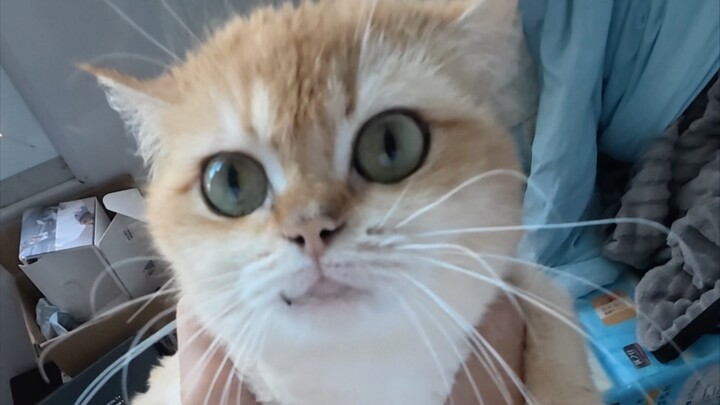Meow