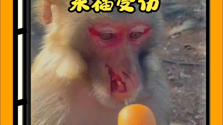 Resilient internet-famous monkey, Laifu the Qianling Mountain monkey