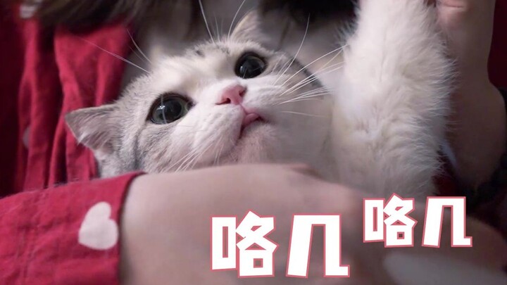 Hai chú mèo mỗi con chải lông 5 phút, thì chú mèo nào sẽ có nhiều lông hơn?