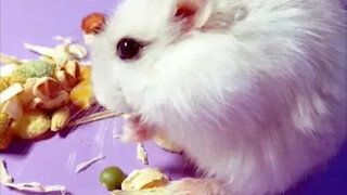 หนูๆ ฉันรู้สึกได้ถึงพลังลึกลับบางอย่าง…