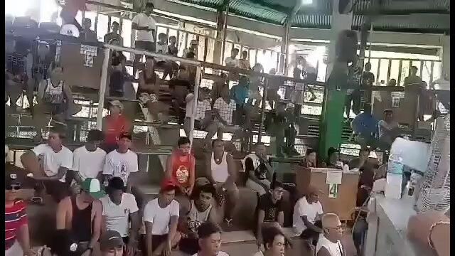 manok ng lancey kalaban 50k parada nila amin 13200 lang