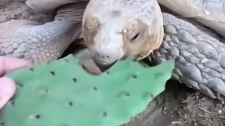 Turtle Chews Cactus