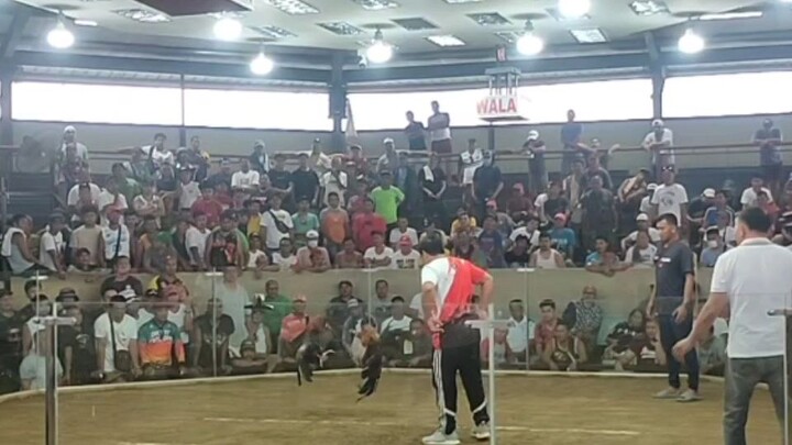 LACY HATCH ang tibay niya talaga vs BROWN RED WINGATE...