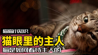 猫是如何看待主人的？他们眼里的你，是什么样的存在？