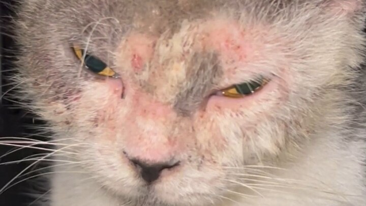 Saat menyelamatkan, kukira dia seorang pelayan, siapa sangka setelah pulih ternyata dia seorang putr