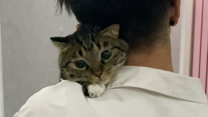 Stinky Juanbao: I’m being pinched by my dad…