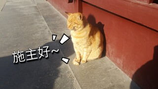 [Kucing Oranye] Kucing oranye Buddha di Kuil Suzhou sangat populer dan menyambut orang setiap hari.