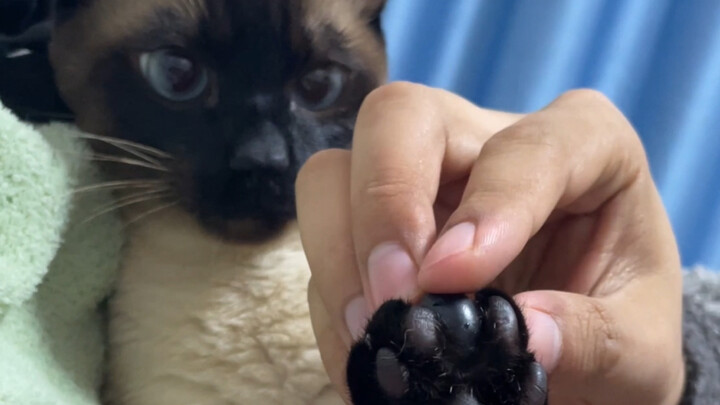 Beware of this logic cat that never washes its feet!