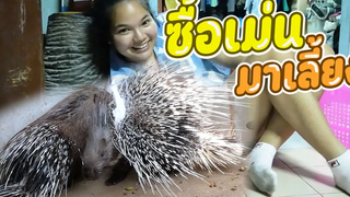 ซื้อสัตว์เลี้ยงตัวใหม่ เม่นยักษ์แอฟริกา ไปรับสมาชิกใหม่เข้าบ้าน พี่เบลคนรักเม่น