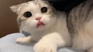 Siapa yang menyuruhmu menyentuh perut anak kucing itu!