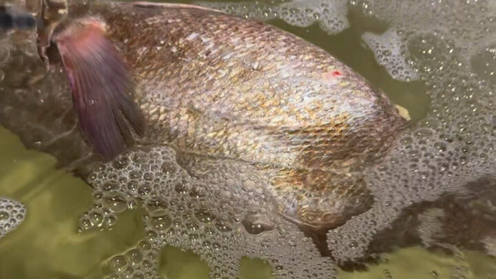 ตำนานปลาอี๋เกาะฉือจื่อ โจวซาน