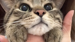 Anak kucing secara aktif menutup telinganya agar induknya dapat menciumnya, dan bahkan mendongak seb