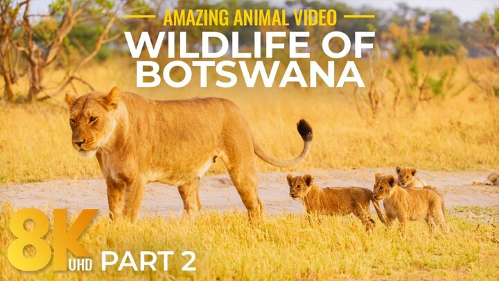 HORNED KINGDOM  Full Wildlife Documentary (1080P HD)