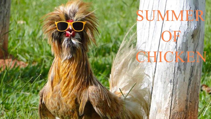 Summer of Chicken
