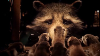 Tên tôi là Rocket, Rocket Raccoon!