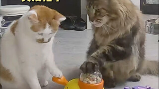 Aku tidak di rumah, rumah ini sepenuhnya bergantung pada kucing kecil ini.
