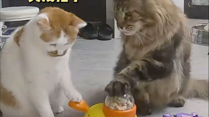 I'm not at home, so this whole household is being held up by this tiny little cat.