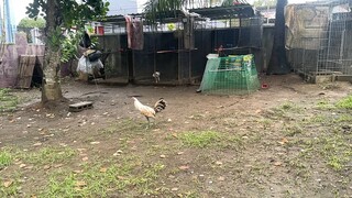 Asil x kelso vs my own blend grey