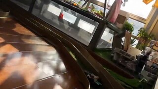 Thiết bị đẩy mạnh mẽ có thể giết chết một lần nữa? Eagle Zhentian chiến đấu quyết liệt với Siêu sao 