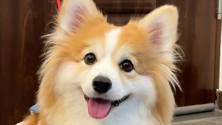 Siapa yang tidak suka Corgi kecil yang menggemaskan ini?