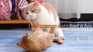 Two cats fight the first time they meet