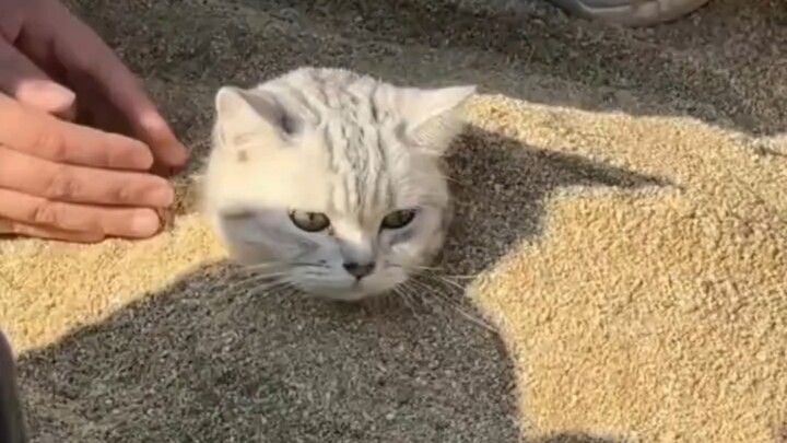 Cat: "Damn it, I’ve never been this dumbfounded in my life!"