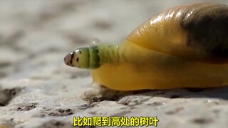 [Caution! #Zombie snail controlled by parasites#]
