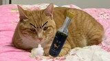 千万别给猫咪喝酒，喝醉的橘猫太恐怖了！