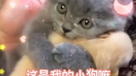 Cat: When I was little, I even held you! "Little Cat" is so cute!