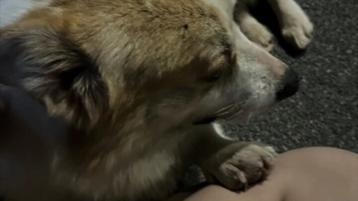 Terbaring di lantai sambil menangis, malah ketahuan sama anjing yang lewat