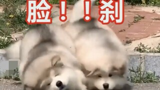 We "pigs" rely on our "face" even for braking.