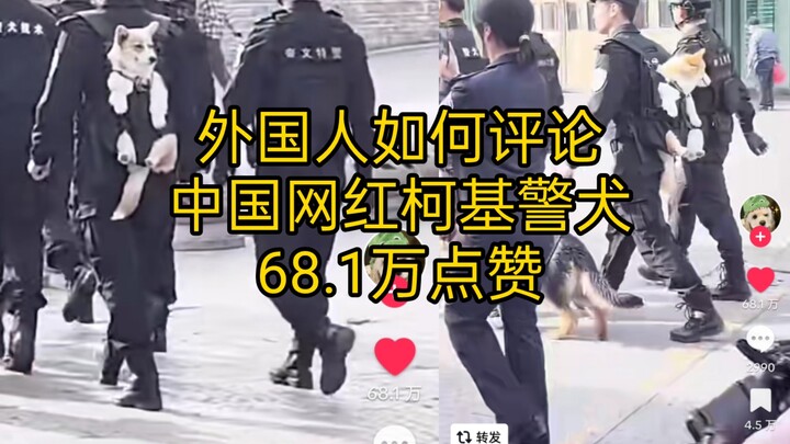 Chú chó cảnh sát giống corgi của hotgirl TikTok Trung Quốc gây sốt, đạt 4,522 triệu lượt xem