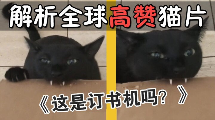 تحليل أشهر مقاطع القطط عالميًا: لحظة تحول قط أسود في الخارج إلى زومبي! يقضم مثل الدباسة: تك، تك، تك!